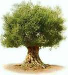 olivetree_40348