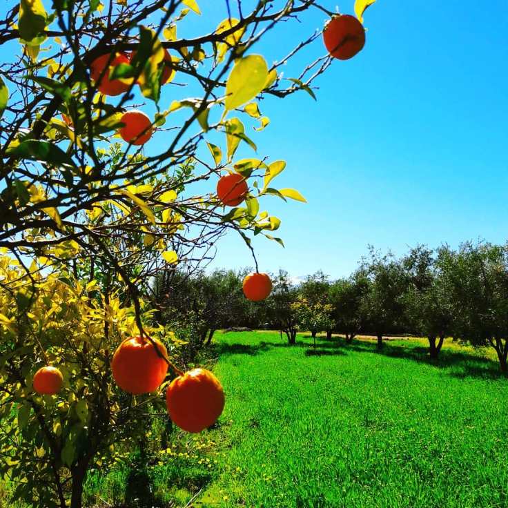 28153844_174058026563188_6720836503490002944_n